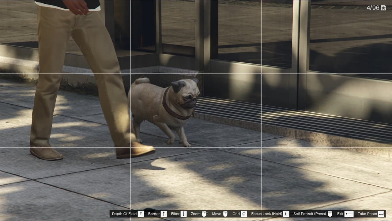 Shoot Animals Photography Challenge