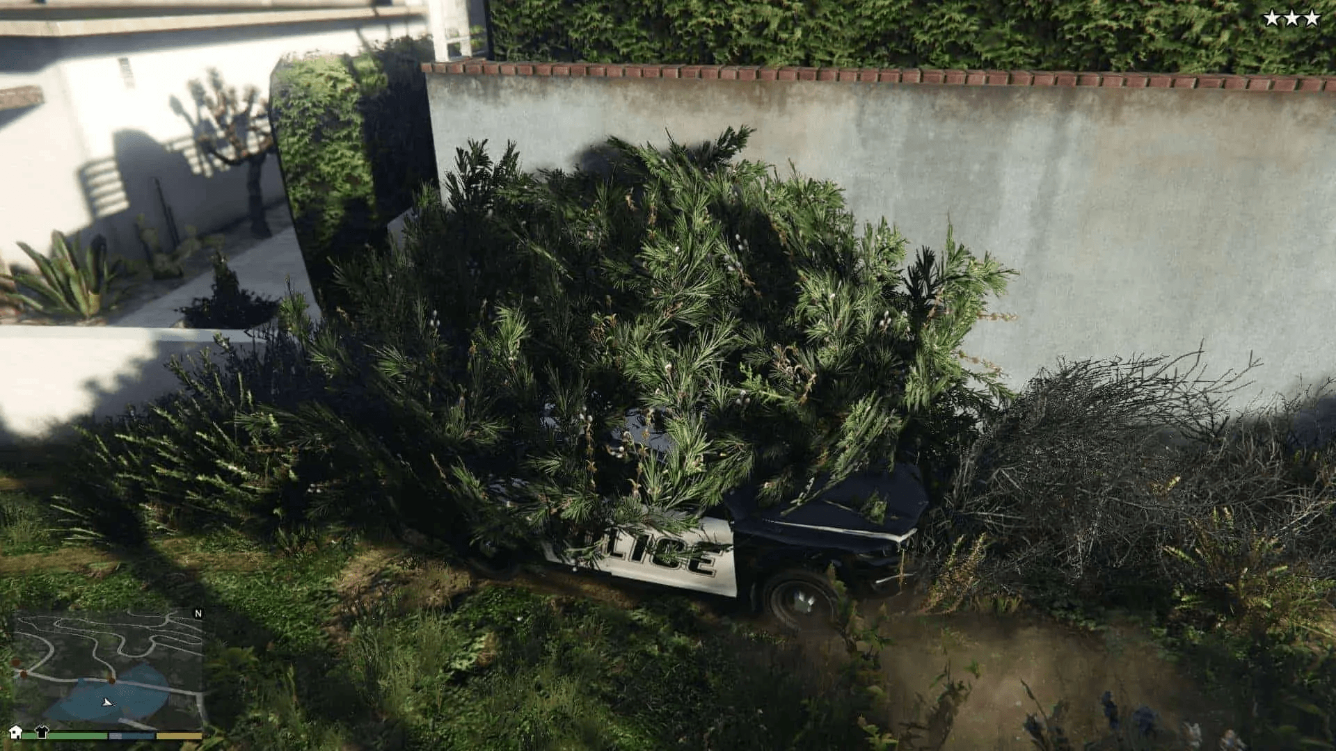 Shrub.jpg