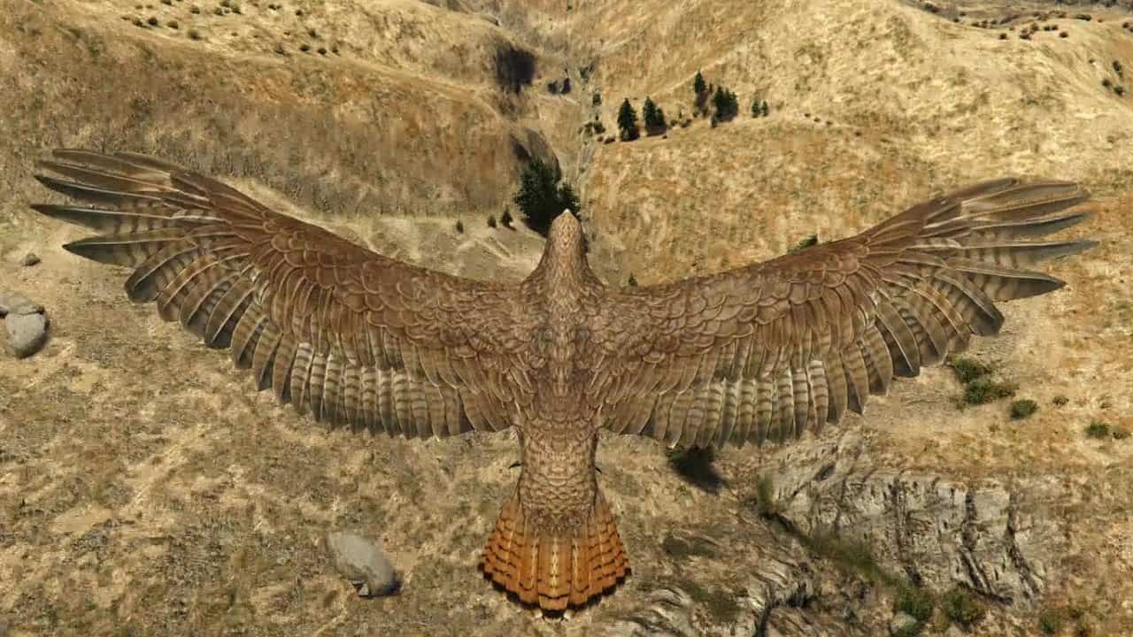 Peyote_hawk.jpg