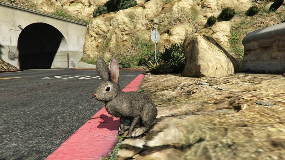 Bunny.jpg